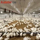 Línea de alimentación automática de la cadena del sistema agrícola del alimentador del pollo del criador de las aves de corral - Sistema de alimentación de aves de corral de cría - foodmachtech